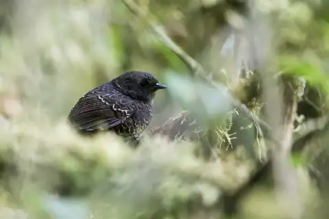 Junin Tapaculo