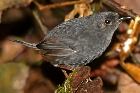 Boa Nova Tapaculo