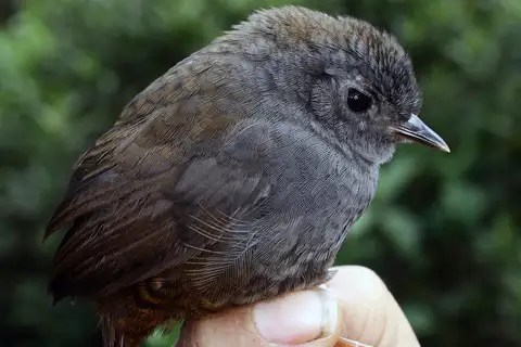 Pale-bellied Tapaculo