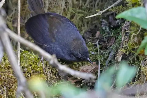 Utcubamba Tapaculo