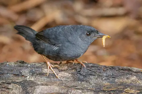 Marsh Tapaculo