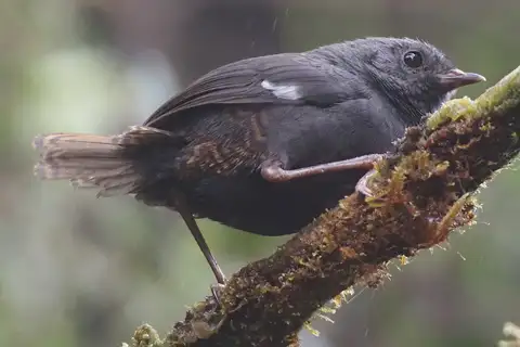 White-winged Tapaculo