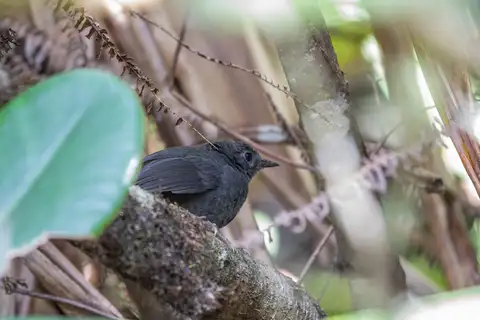 Brown-rumped Tapaculo