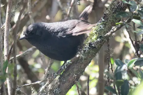 Blackish Tapaculo