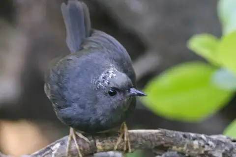 Magellanic Tapaculo