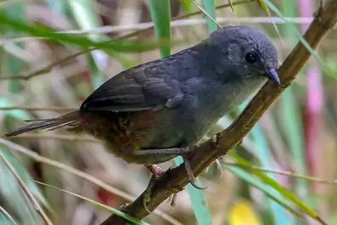 Merida Tapaculo