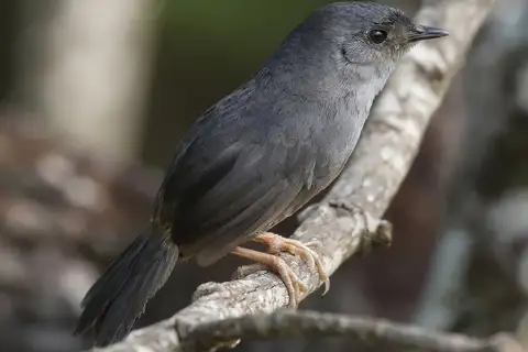 Brasilia Tapaculo