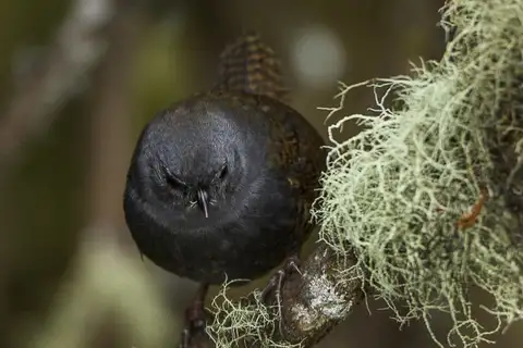 Paramo Tapaculo