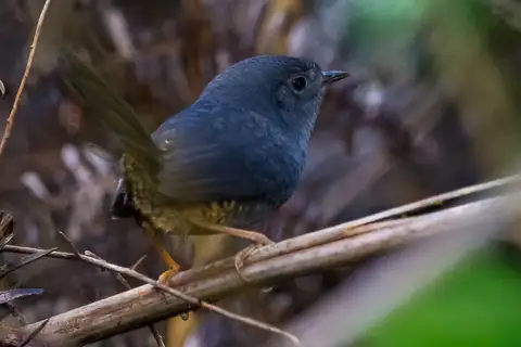 Planalto Tapaculo