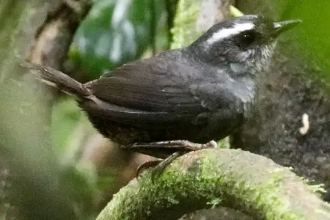 Tacarcuna Tapaculo