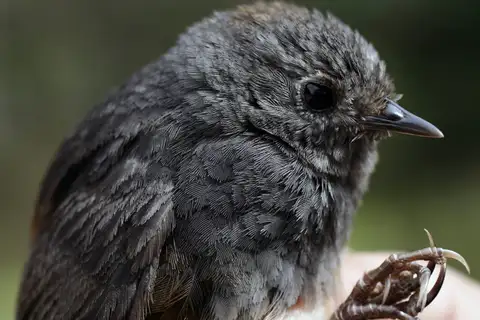 Perija Tapaculo