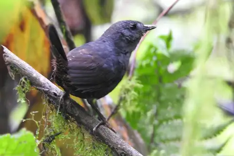 El Oro Tapaculo