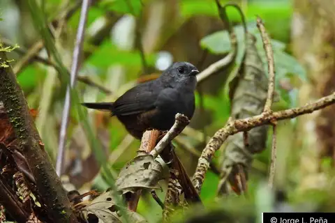 Magdalena Tapaculo