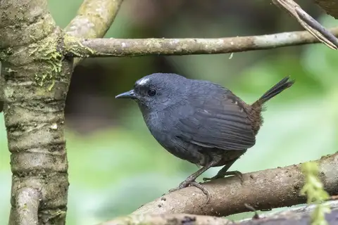 Santa Marta Tapaculo
