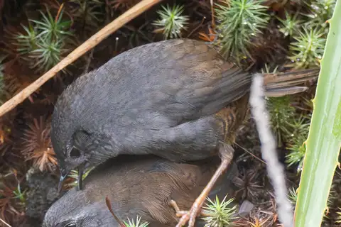 Puna Tapaculo