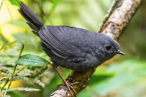 Mouse-colored Tapaculo