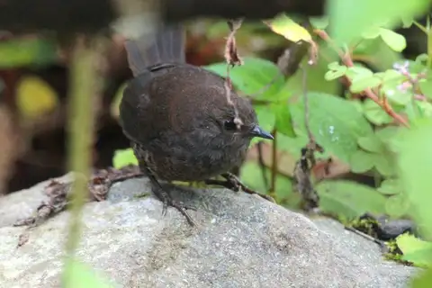Spillmann's Tapaculo