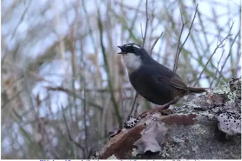 White-browed Tapaculo