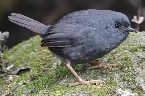 Unicolored Tapaculo