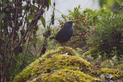Vilcabamba Tapaculo