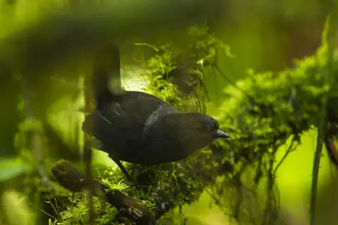 Narino Tapaculo