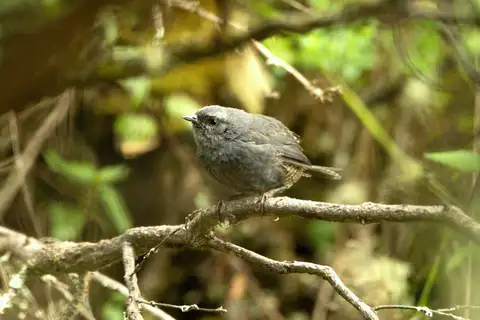 Ampay Tapaculo
