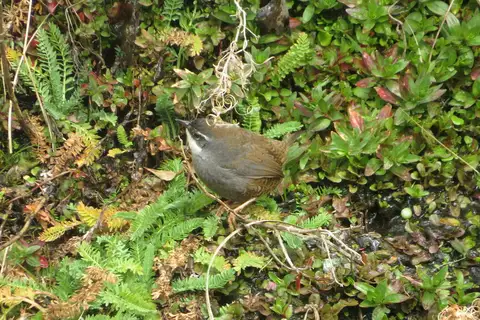 Zimmer's Tapaculo