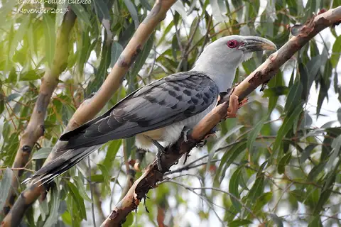 Channel-billed Cuckoo