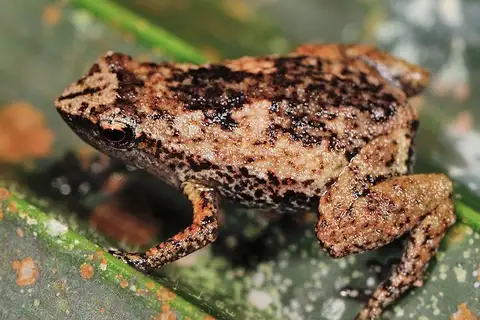 Gardiner's Seychelles Frog