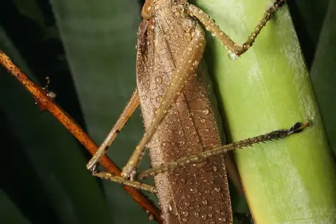 Queensland Palm Katydid