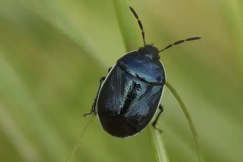 White-margined Burrowing Bug