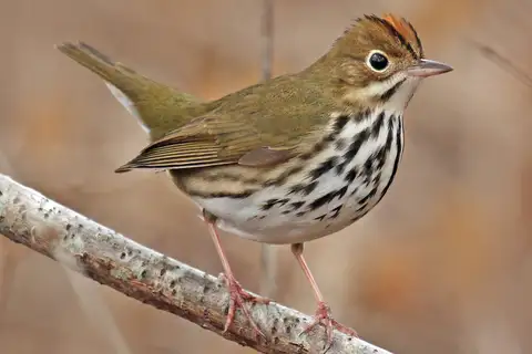 Ovenbird