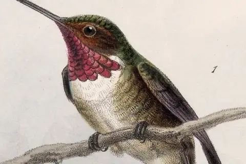 Glow-throated Hummingbird