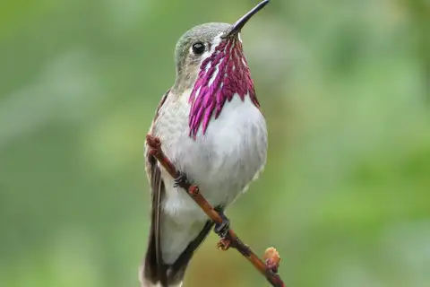 Calliope Hummingbird