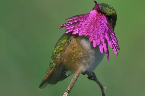 Wine-throated Hummingbird