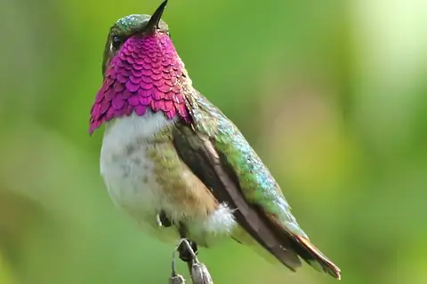 Bumblebee Hummingbird