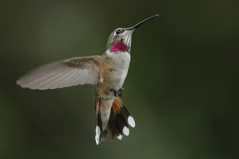Broad-tailed Hummingbird