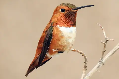 Rufous Hummingbird