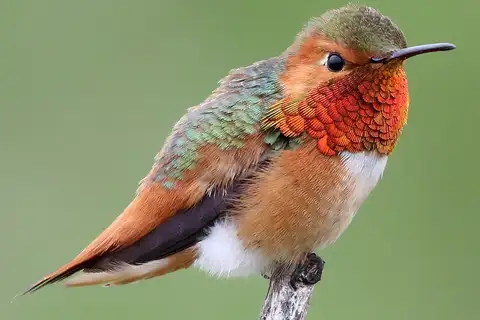 Allen's Hummingbird