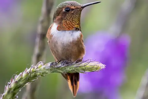 Scintillant Hummingbird