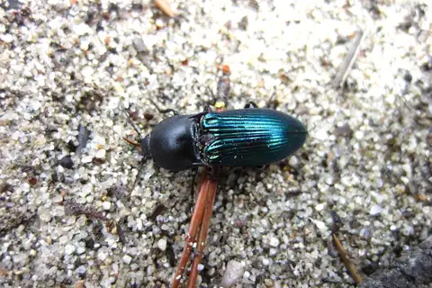 Metallic Click Beetle