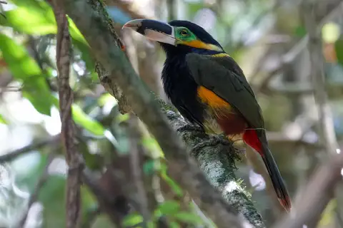 Gould's Toucanet