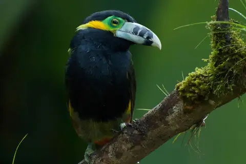 Spot-billed Toucanet
