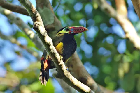 Tawny-tufted Toucanet
