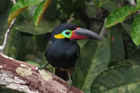 Guianan Toucanet