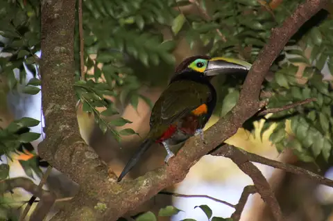 Yellow-eared Toucanet