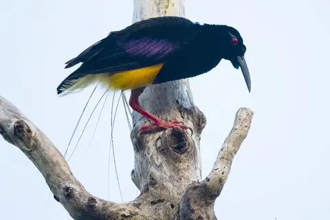Twelve-wired Bird-of-paradise
