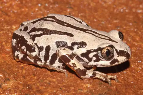 Weale's Running Frog