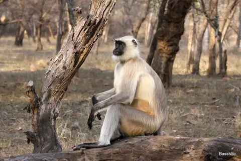 Bengal Sacred Langur