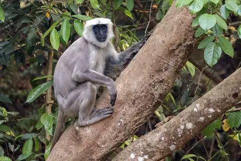 Terai Sacred Langur